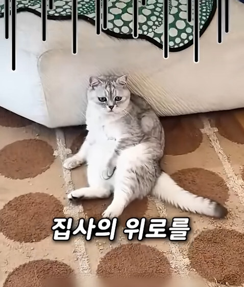 집사 새1끼가 악마 그잡체인 경우_63.jpg