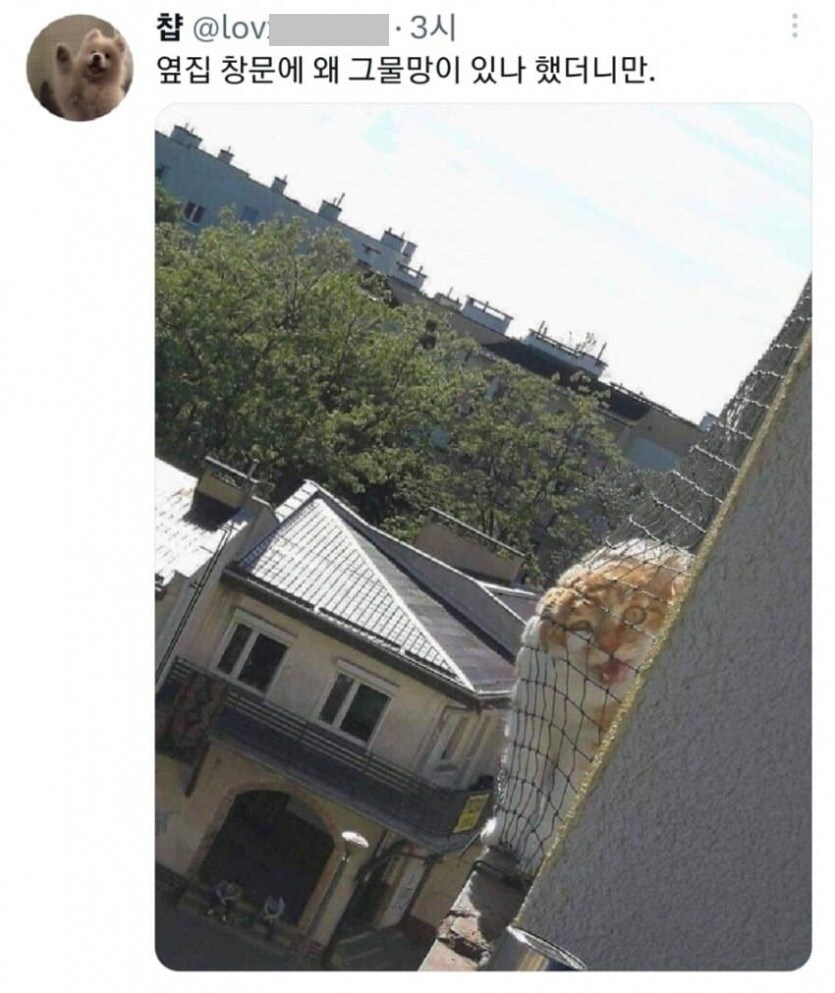 이웃집 창문에 그물망이 있던 이유_1.jpg