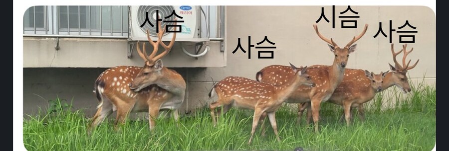 사슴과 같이 사는 아파트_2.jpg