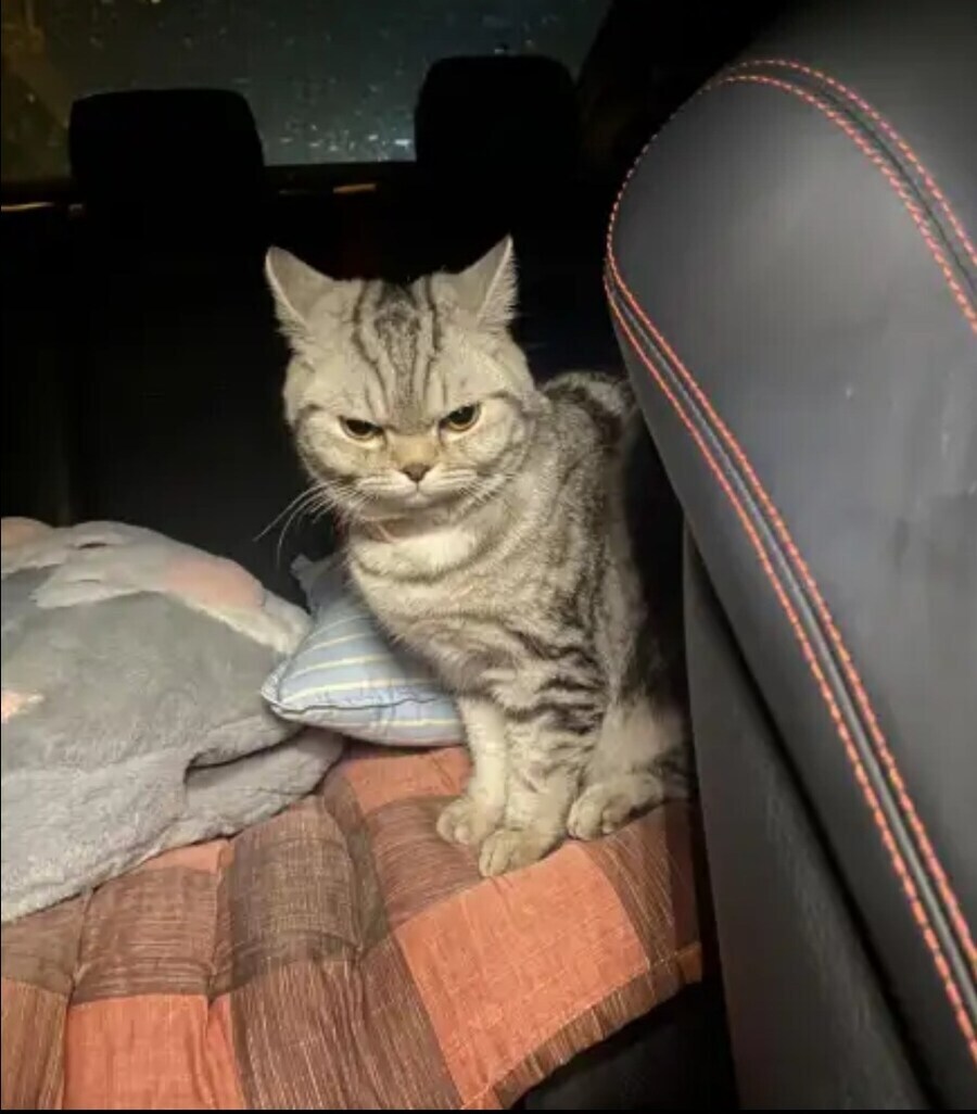 경찰 폭행으로 체포 당한 고양이_3.jpg