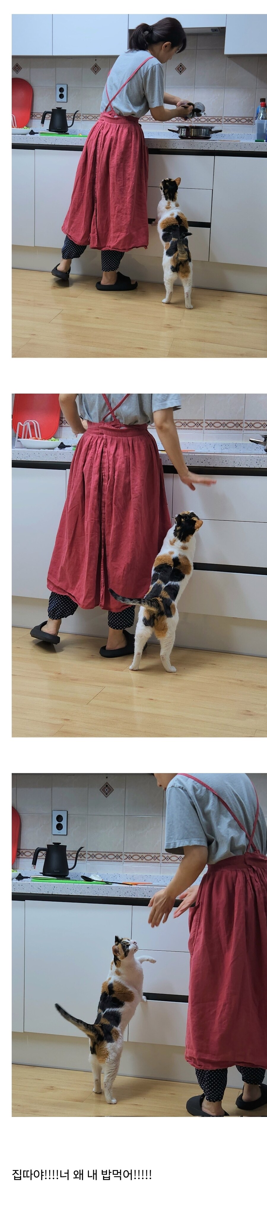 고양이 키우는 집에서 참치김치찌개를 끓였다_1.jpg