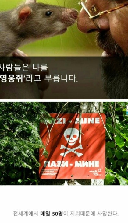 지뢰탐사에 최적인 동물_1.jpg