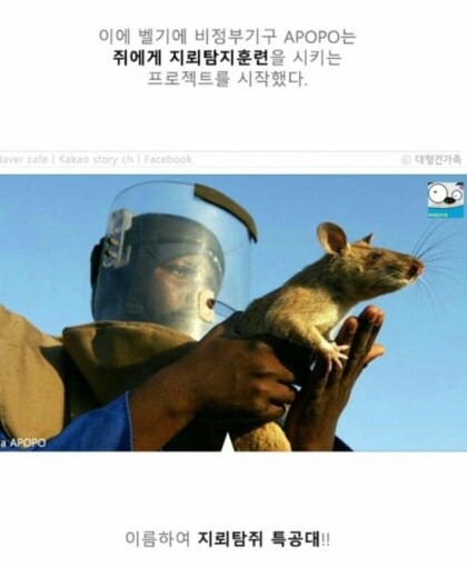 지뢰탐사에 최적인 동물_3.jpg