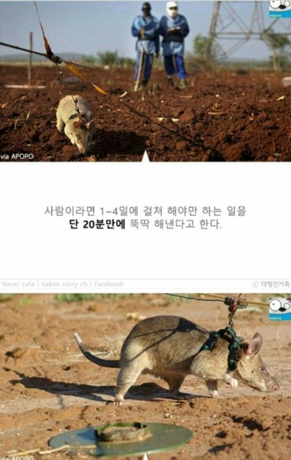 지뢰탐사에 최적인 동물_4.jpg