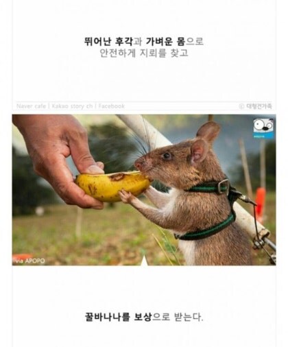 지뢰탐사에 최적인 동물_5.jpg
