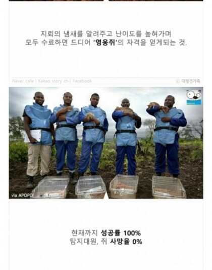 지뢰탐사에 최적인 동물_7.jpg