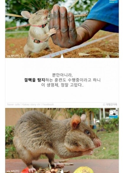 지뢰탐사에 최적인 동물_8.jpg
