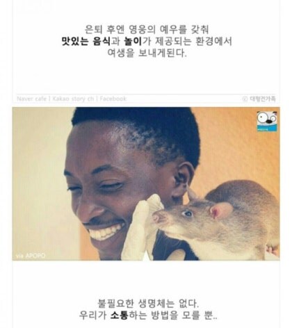 지뢰탐사에 최적인 동물_9.jpg