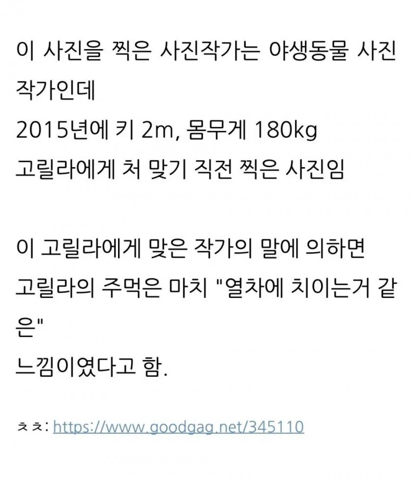 키 2m, 몸무게 180kg 고릴라에게 처맞기 직전 찍은 사진_2.jpg