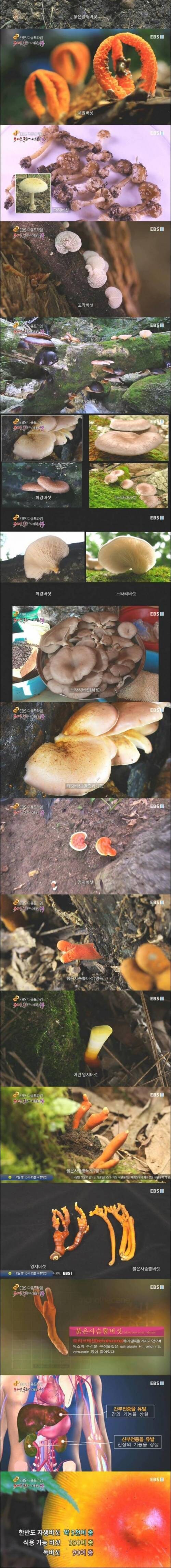 식용버섯과 독버섯.jpg_3.jpg