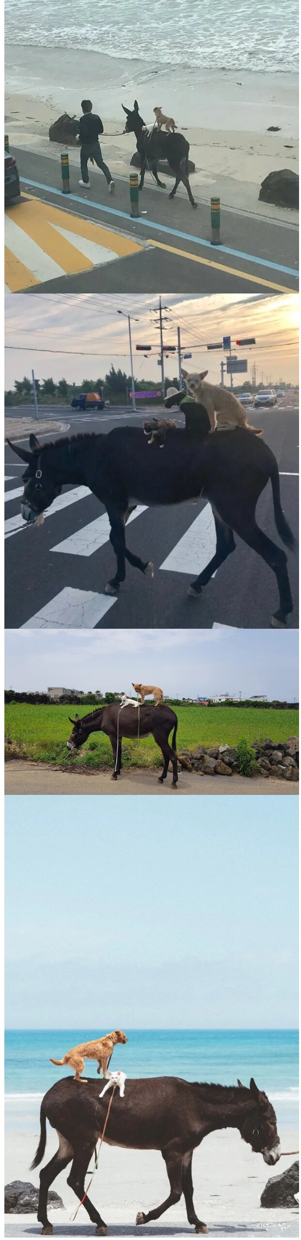 제주 브레멘 음악대_1.png