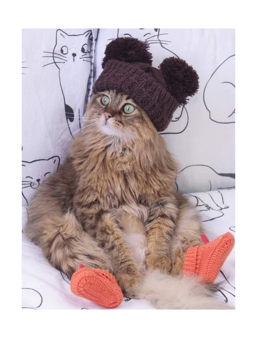 털모자 쓴 고양이_2.jpg