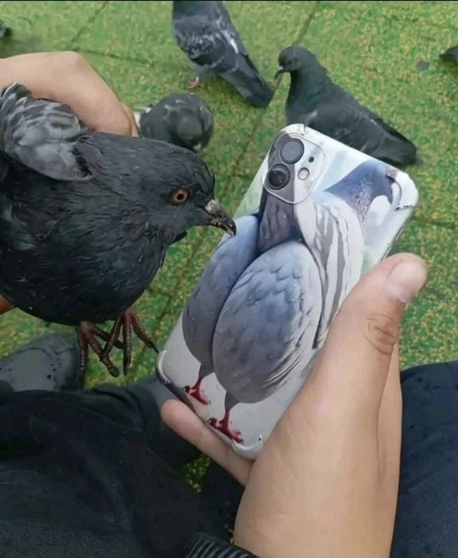 비둘기 잡아서 휴대폰 케이스 자랑하기_1.jpg