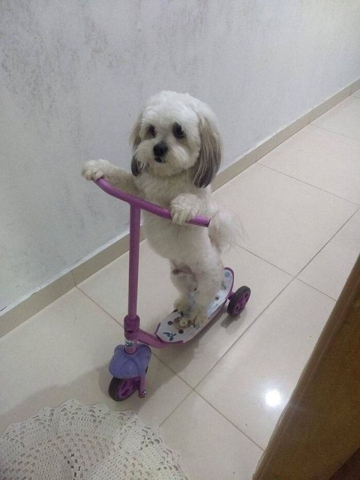 의외로 개들이 좋아하는 것_2.jpg