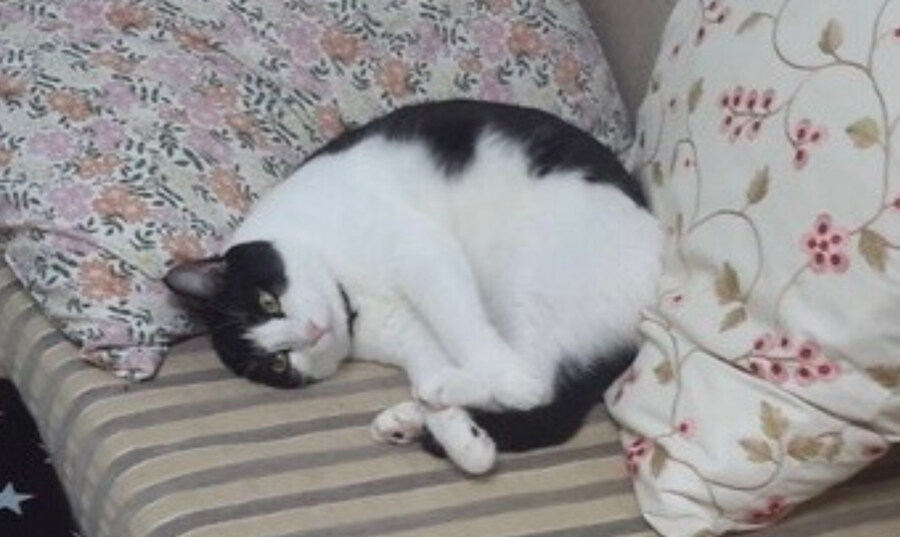우리집 고양이 사진 올리고 자러감_3.jpg