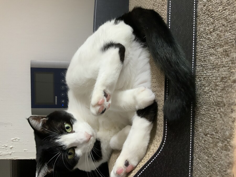 우리집 고양이 사진 올리고 자러감_6.jpg