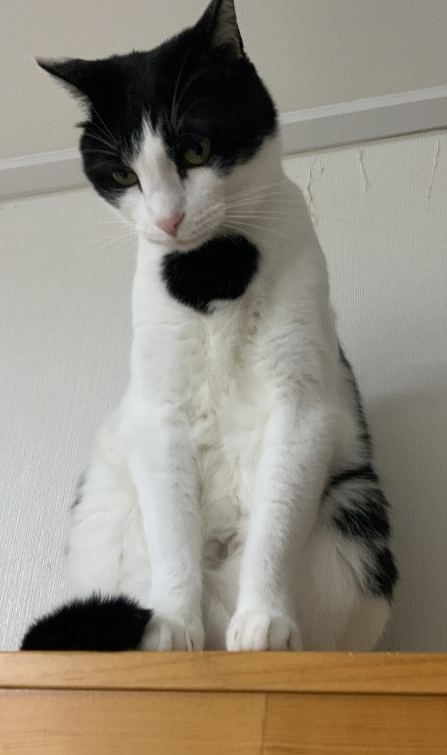 우리집 고양이 사진 올리고 자러감_9.jpg