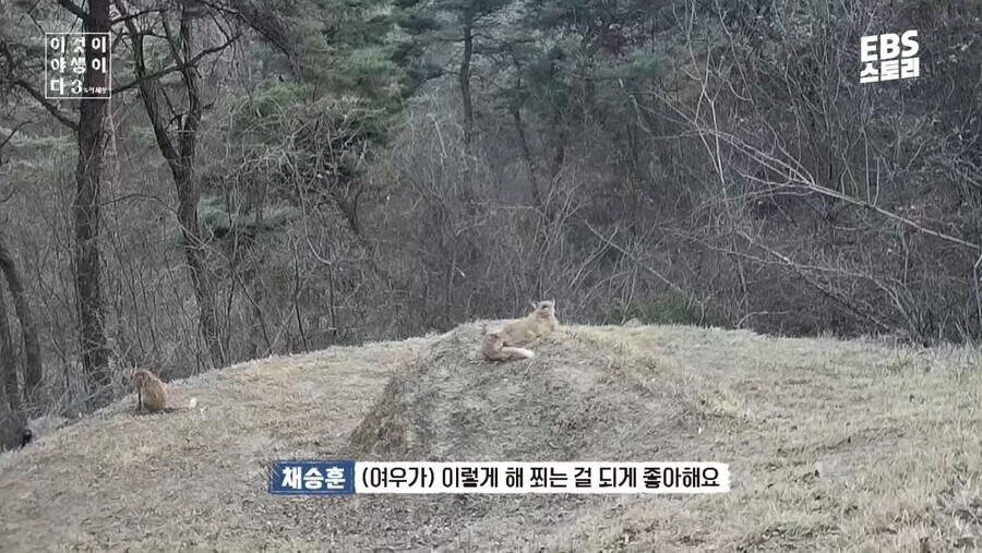 우리나라 여우에 대한 오해와 진실_2.jpg