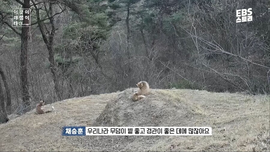 우리나라 여우에 대한 오해와 진실_3.jpg