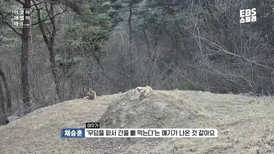 우리나라 여우에 대한 오해와 진실_4.jpg