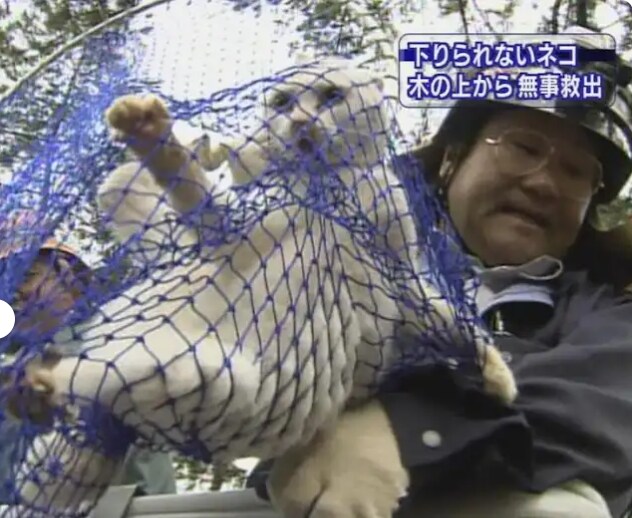일본에서 방영된 고양이 구출 영상_2.png