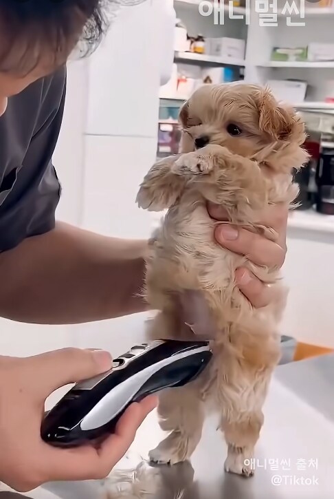 개자지 브라질리언 왁싱_1.png