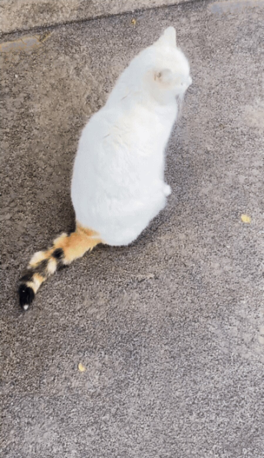 염색 파츠를 잘못 고른 고양이_1.jpg