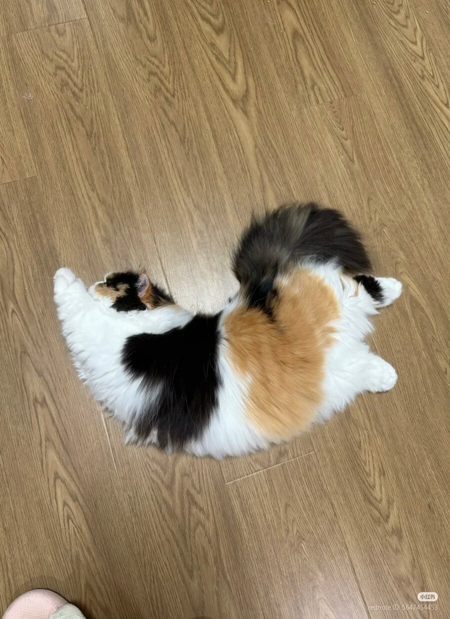 냥지개.jpg_2.jpg