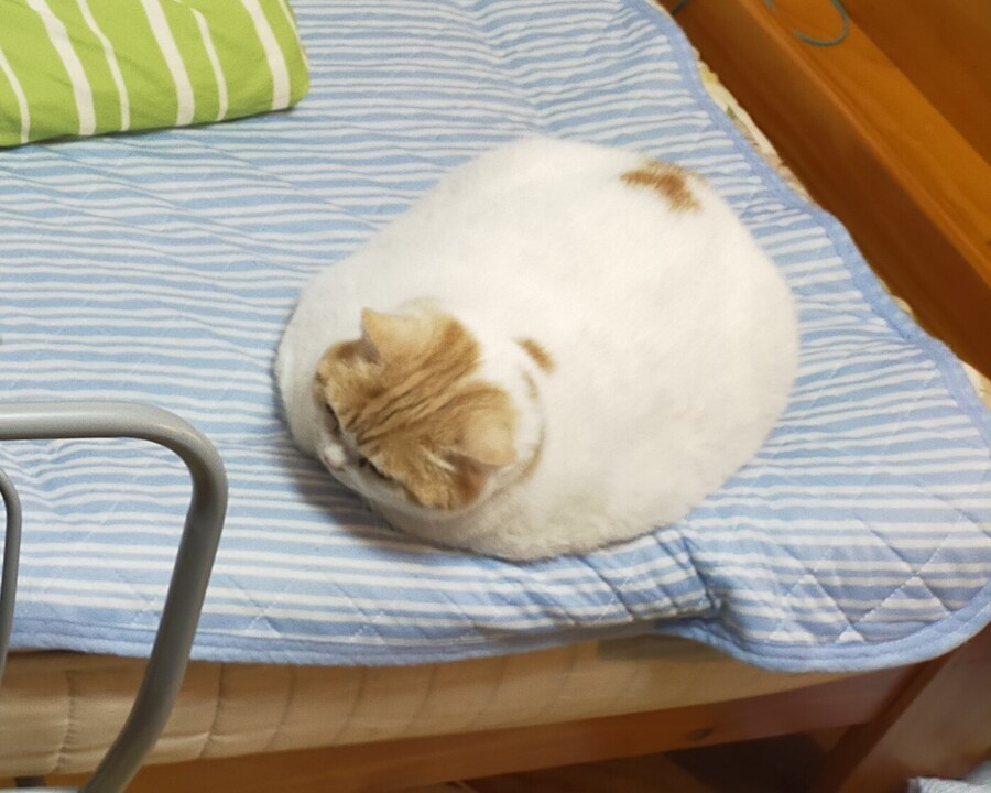 녹은찹쌀떡.jpg_1.jpg