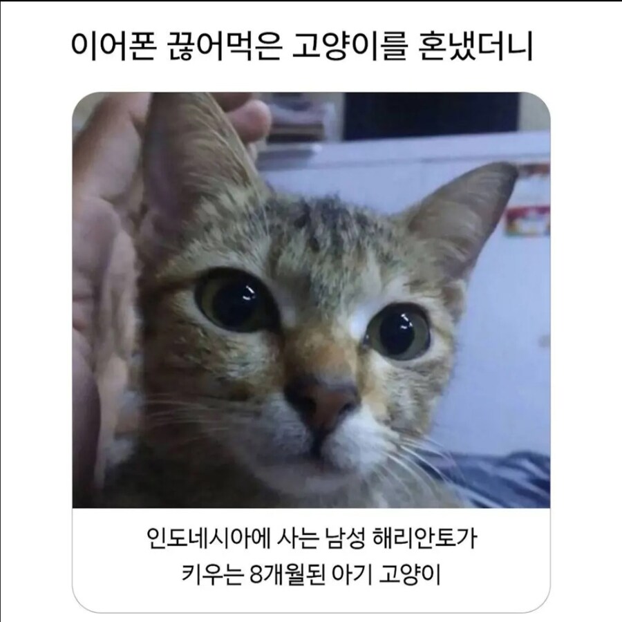 이어폰을 끊어먹은 고양이의 복수.jpg_1.jpg