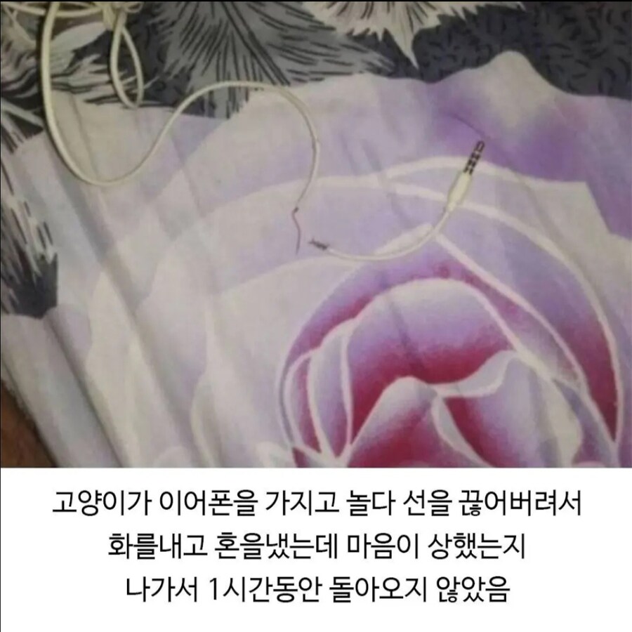 이어폰을 끊어먹은 고양이의 복수.jpg_2.jpg