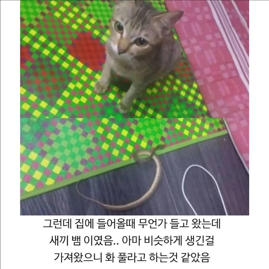이어폰을 끊어먹은 고양이의 복수.jpg_3.jpg