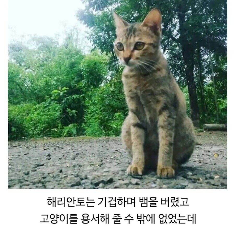 이어폰을 끊어먹은 고양이의 복수.jpg_4.jpg