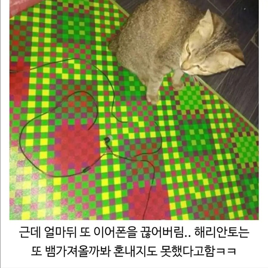 이어폰을 끊어먹은 고양이의 복수.jpg_5.jpg