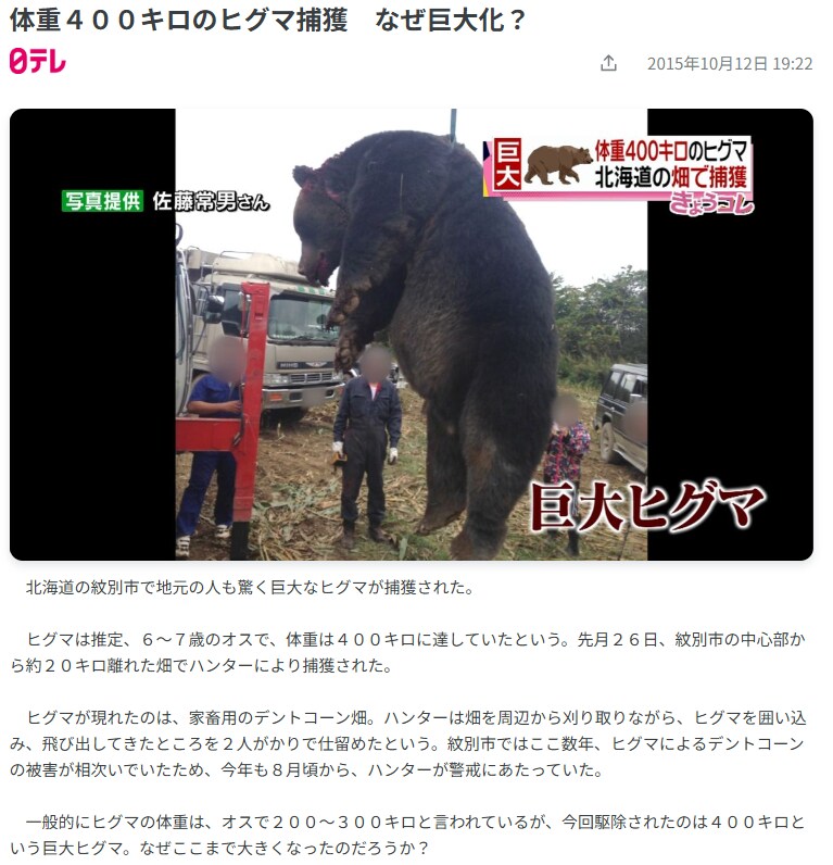 일본 훗카이도에서 포획된 400kg 불곰.jpg_2.png