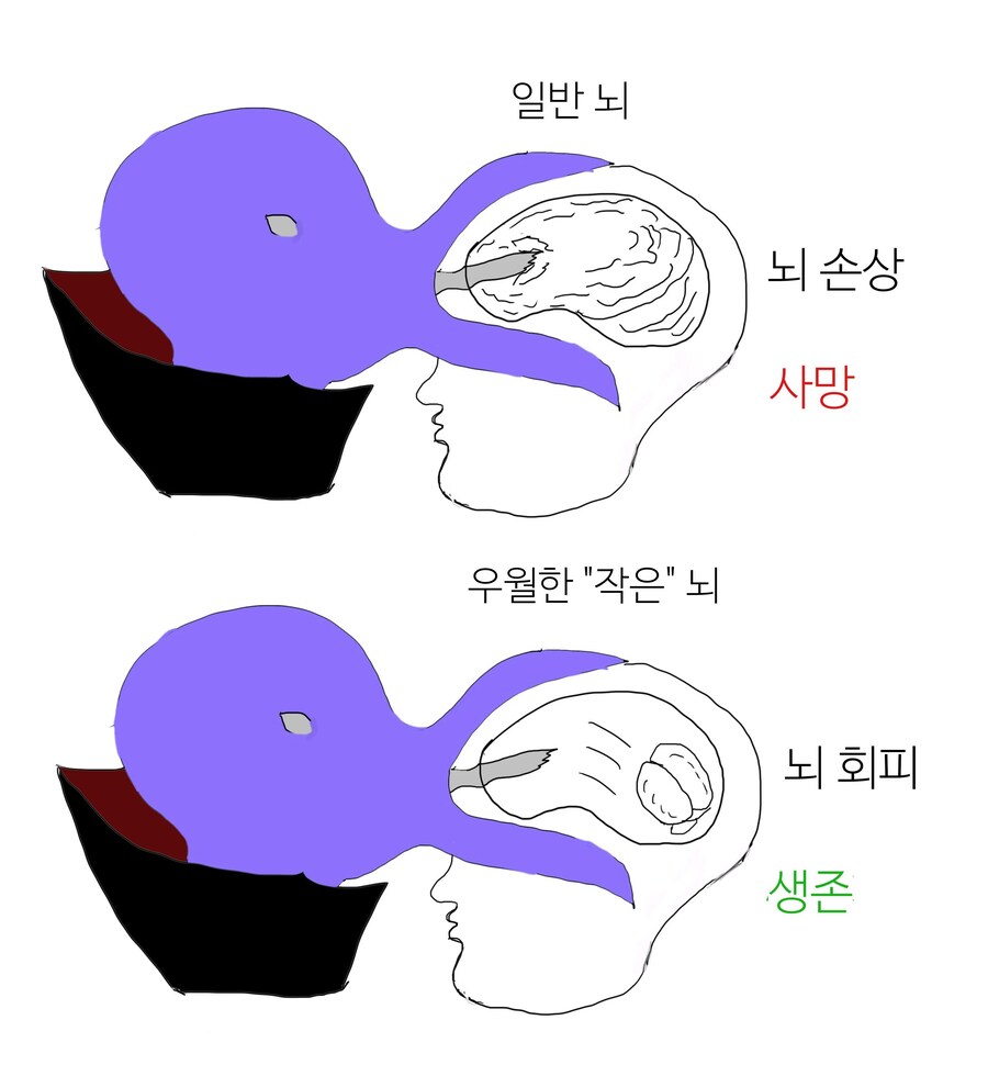 땅콩뇌가 더 우월한 이유_1.jpg