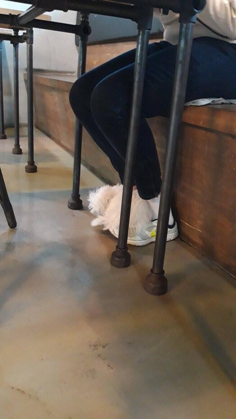 남의집 개가 자꾸 내신발에 올라옴.jpg_1.jpg