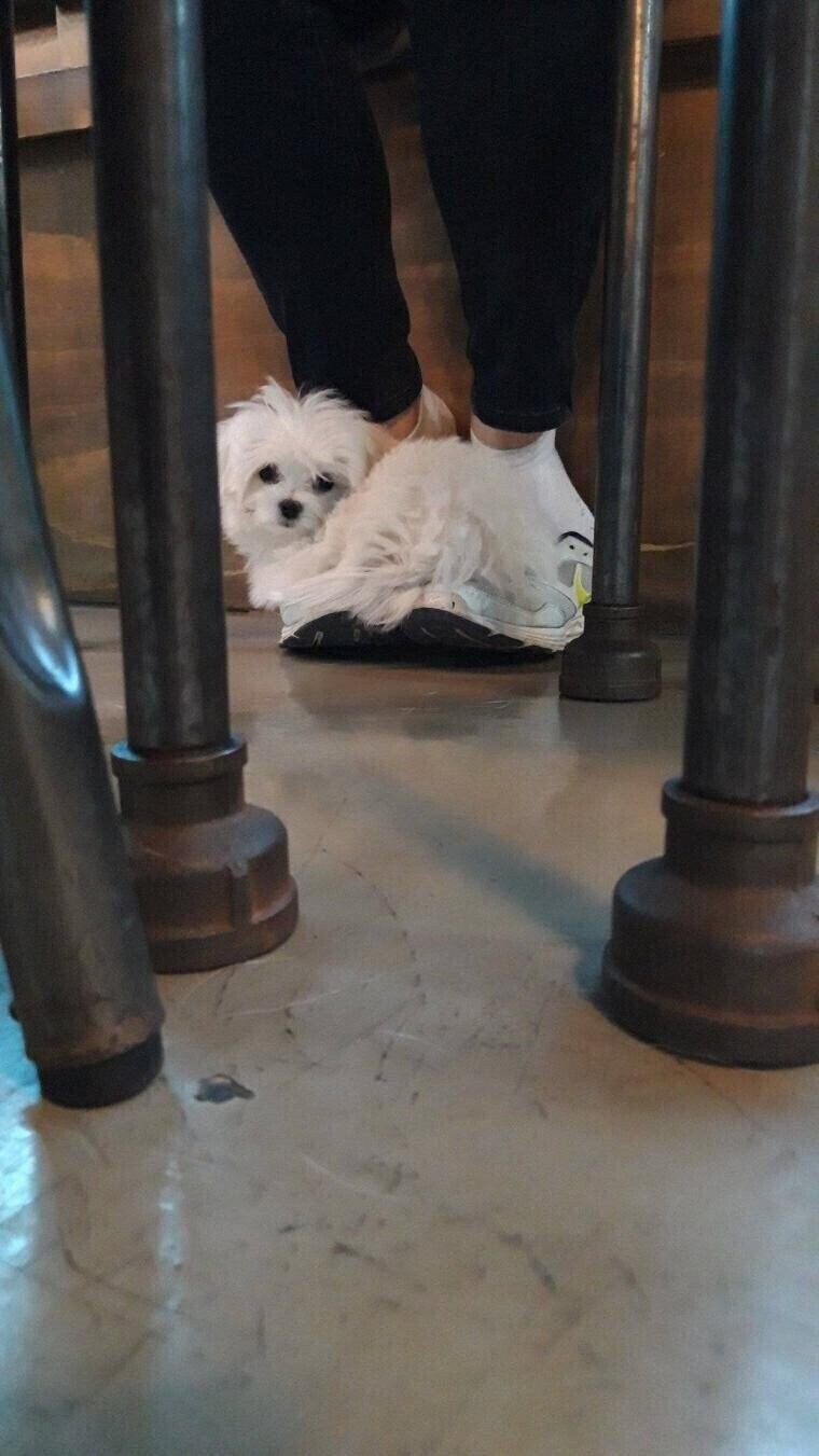 남의집 개가 자꾸 내신발에 올라옴.jpg_2.jpg
