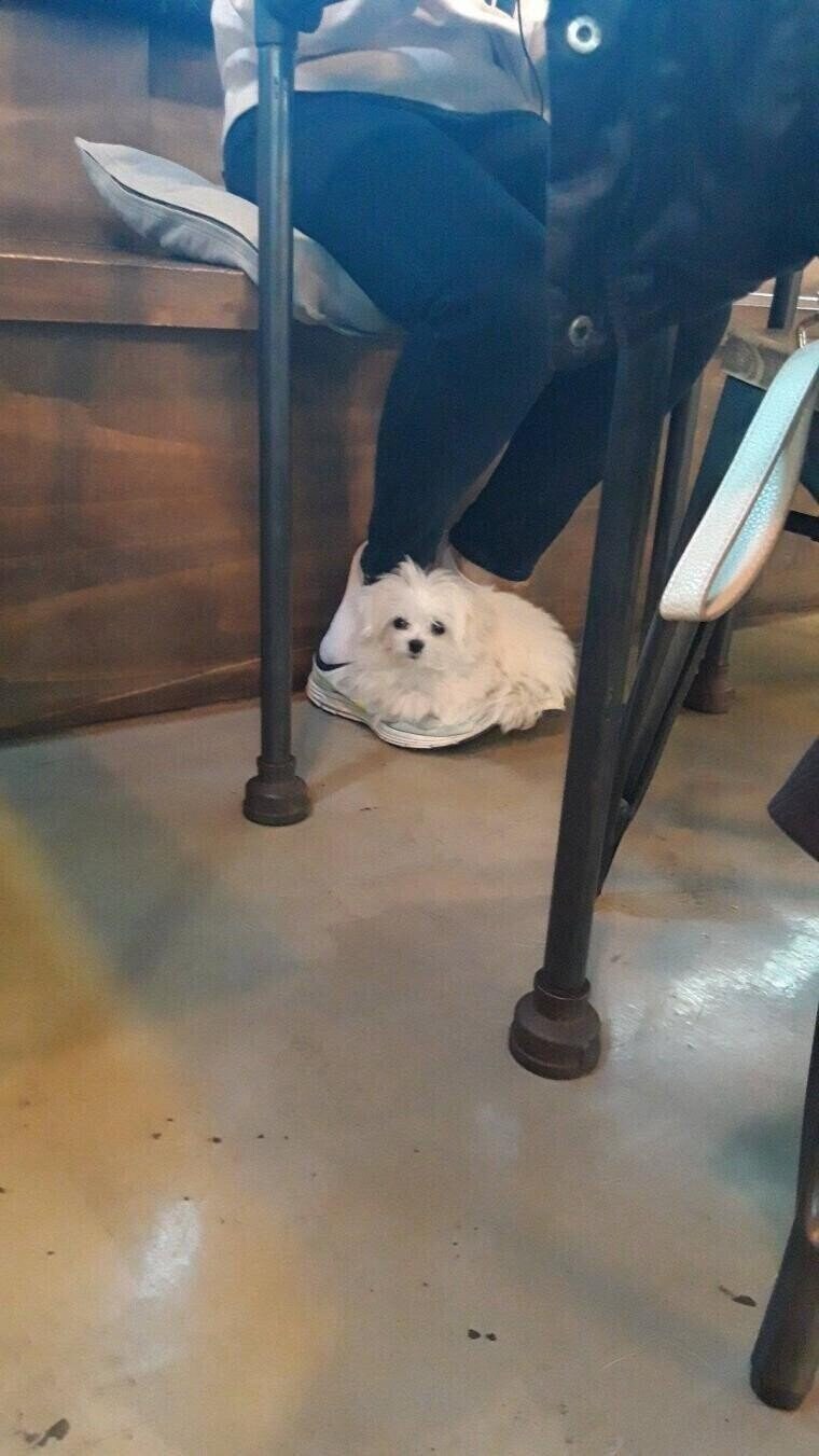 남의집 개가 자꾸 내신발에 올라옴.jpg_3.jpg