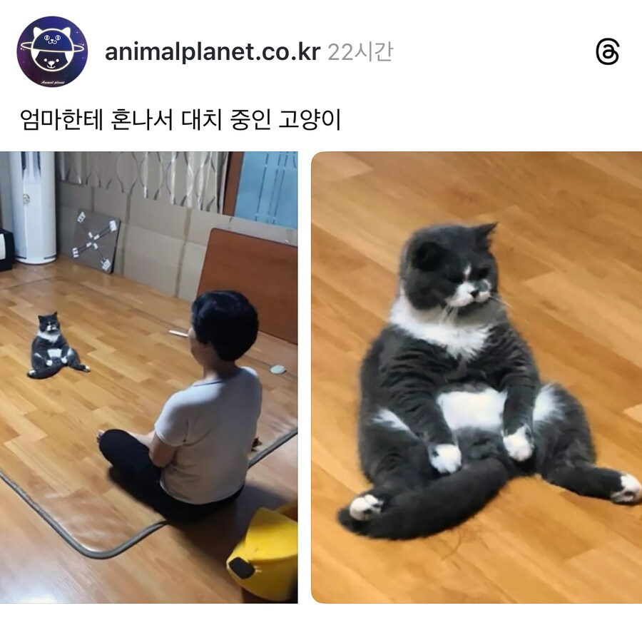 엄마한테 혼나는 고양이.jpg_1.jpg