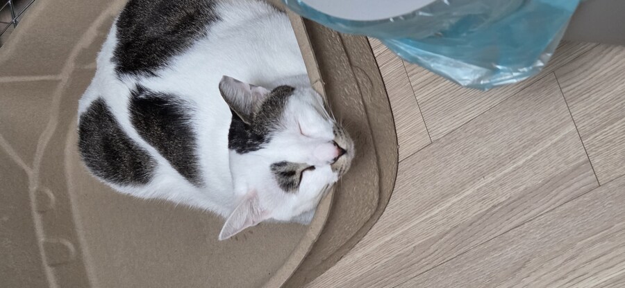 우리집 고양이 3년만에 5kg됨..._1.jpg