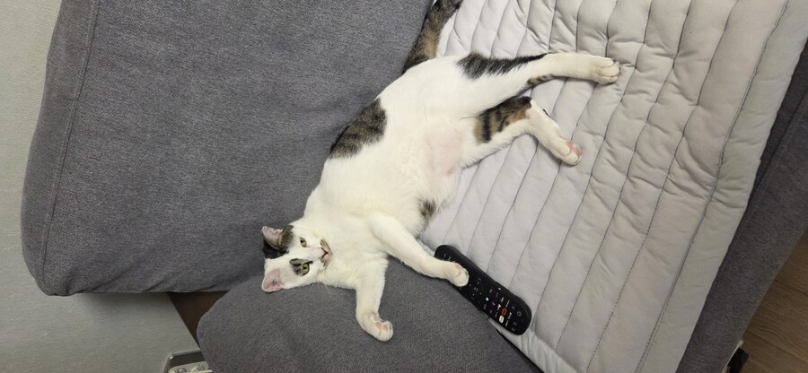 우리집 고양이 3년만에 5kg됨..._2.jpg