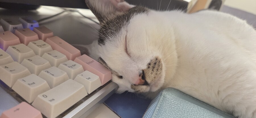 우리집 고양이 3년만에 5kg됨..._3.jpg