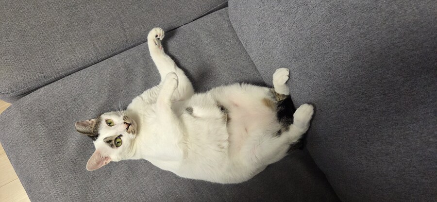 우리집 고양이 3년만에 5kg됨..._4.jpg