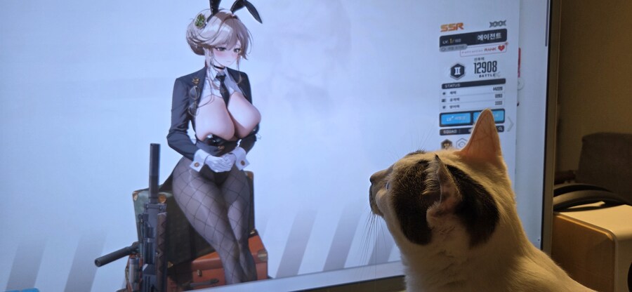 우리집 고양이 3년만에 5kg됨..._14.jpg