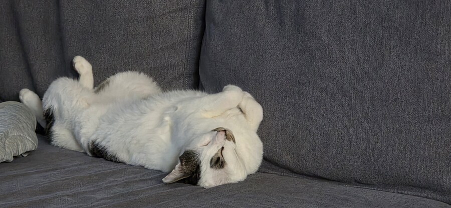 우리집 고양이 3년만에 5kg됨..._5.jpg