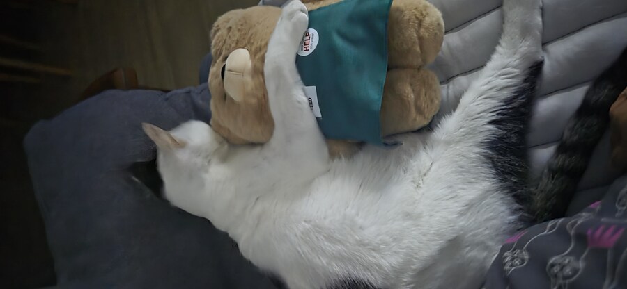 우리집 고양이 3년만에 5kg됨..._7.jpg