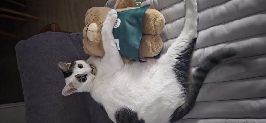 우리집 고양이 3년만에 5kg됨..._6.jpg