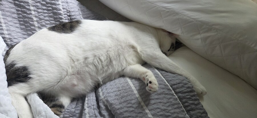 우리집 고양이 3년만에 5kg됨..._8.jpg