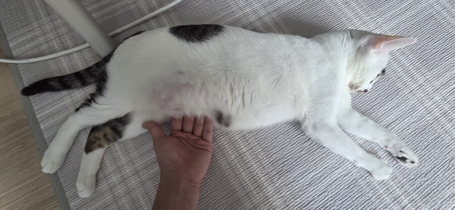 우리집 고양이 3년만에 5kg됨..._9.jpg